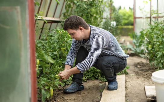 Person mit Down-Syndrom bei der Gartenarbeit in einem Gewächshaus