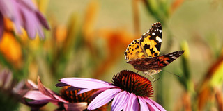 Ein wunderschöner Schmetterling mit leuchtend orangefarbenen und schwarzen Flügeln sitzt sanft auf einer lila Blume. Die Blüte strahlt in der Sonne und hebt sich vor einem verschwommenen Hintergrund aus bunten Pflanzen ab. Diese friedliche Szene vermittelt den Eindruck von Sommer und der Schönheit der Natur.